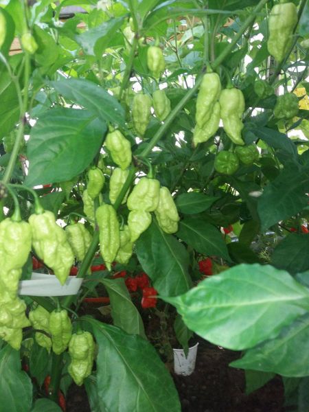 bhutlah (2)