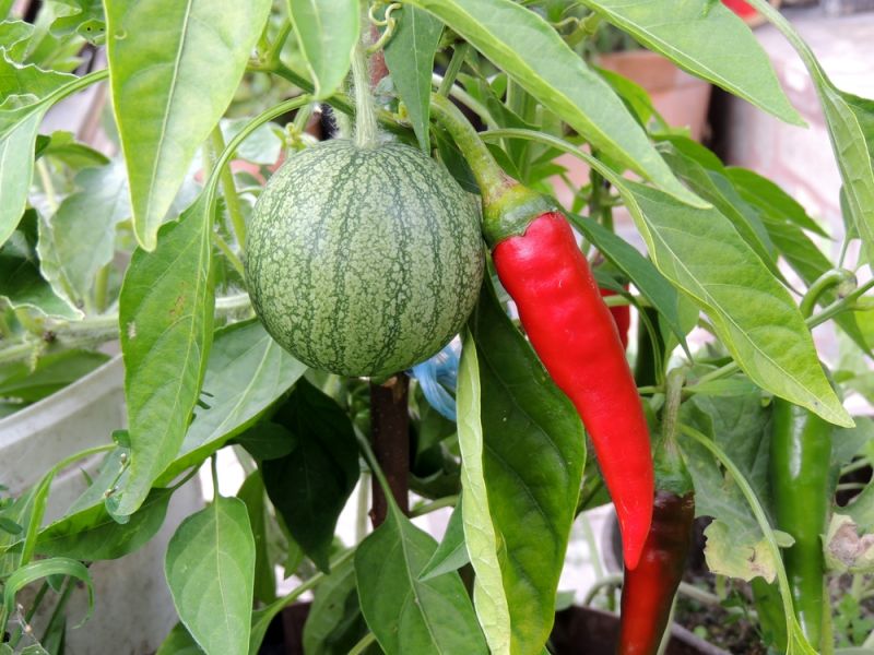 Vodný melón