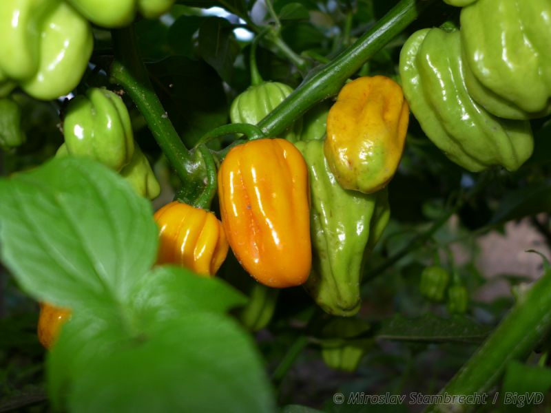 HabaneroYellow