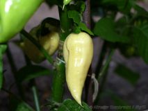 WhiteGhost2