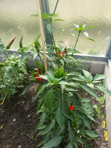 Etna peperoncino