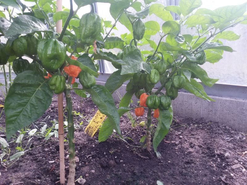 7 Pot