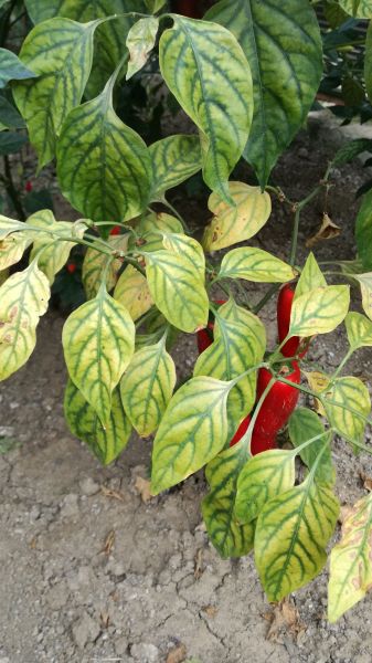 Chilli 02