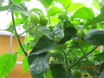 Rok 2016 - začátek září: Habanero Red