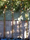 IMG_20160906_090715