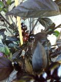 IMG_20160906_091643