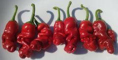 Red Peter Penis Pepper