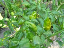 aji bubba