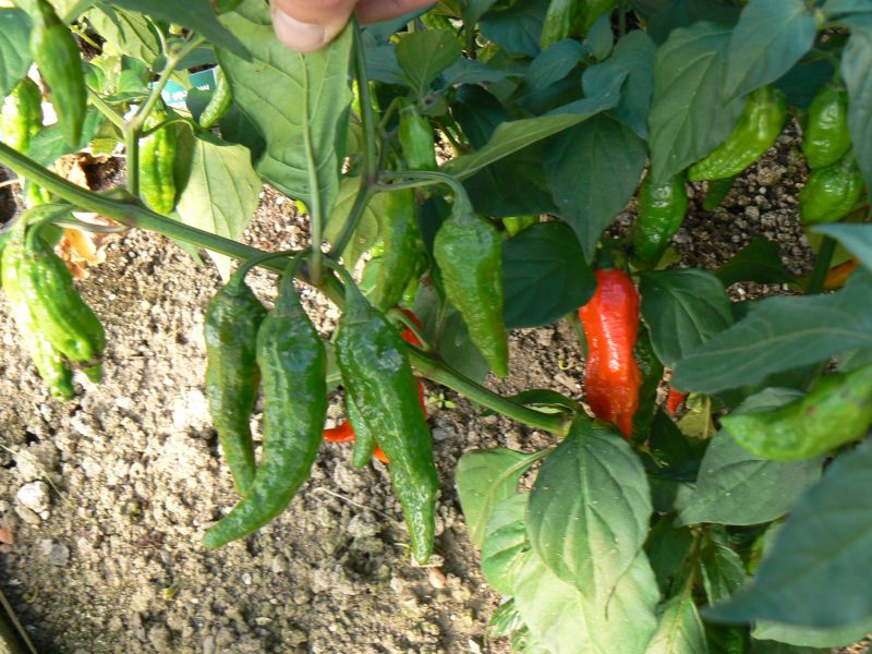Jolokia  orange, asi spis cervena