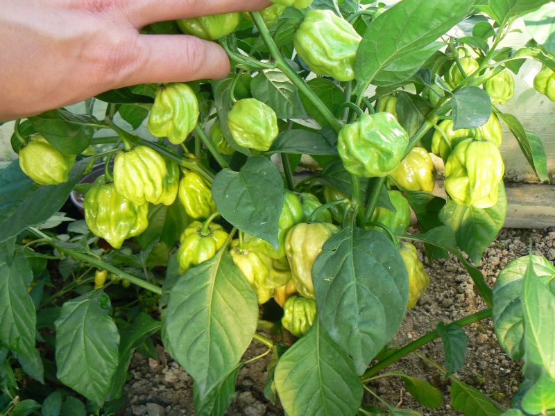 7pod Peach F3 maly keřík a parádně obsypaný
