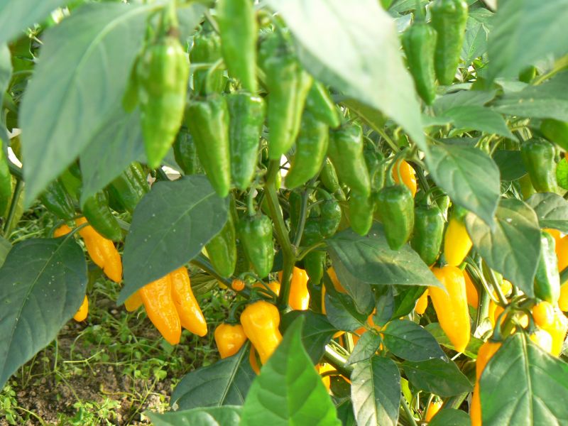 Fatalii žlutá