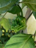 Carolina reaper