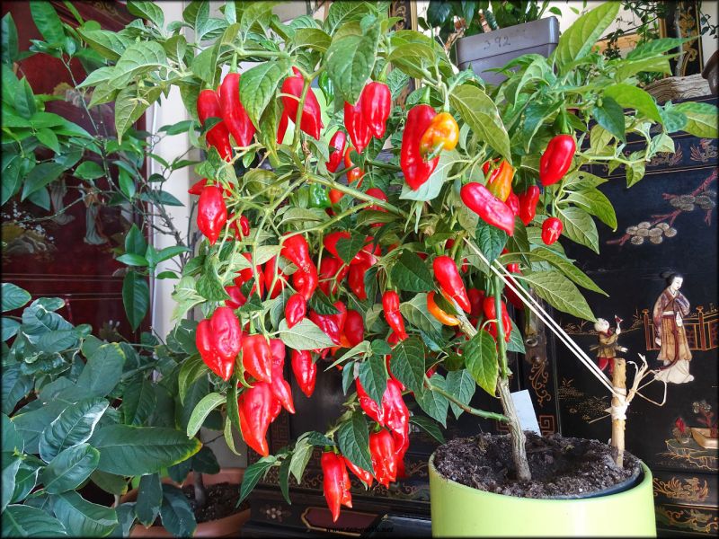 haba_maya_red_9a