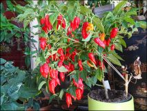 haba_maya_red_9a