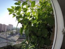 7 pot douglah
