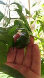 Rocoto Manzano Red