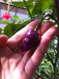 Purple ufo