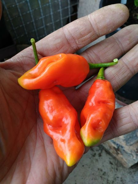 goronong