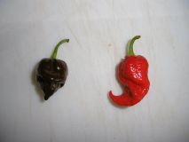 Brazilian Ghost Pepper + 7Pot Bubblegum