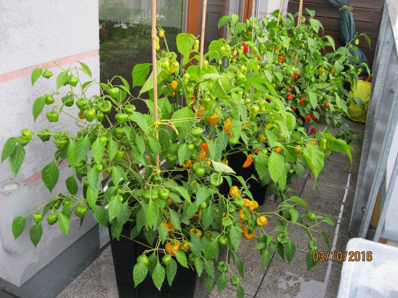 Rok 2016 - začátek října: Náhled na chilli zahrádku