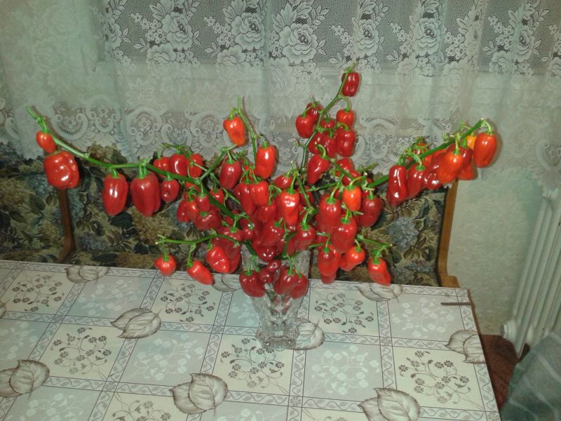 Habanero vázička 2