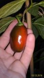 Rocoto  Manzano Red 2 13.10.