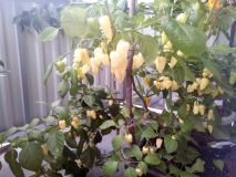 fatalii white