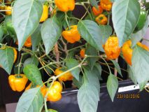 Rok 2016 - 23/10: Squash Jamaican Yellow