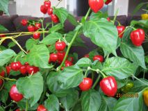 Rok 2016 - 23/10: Habanero Red