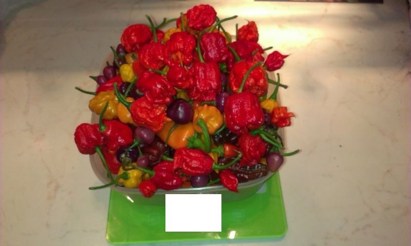 IMAG0434