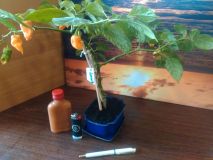 IMG_20161117_131827