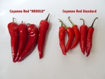 Cayenne Red ARNOLD a štandard