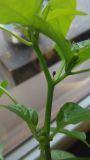 IMG_20161211_141526