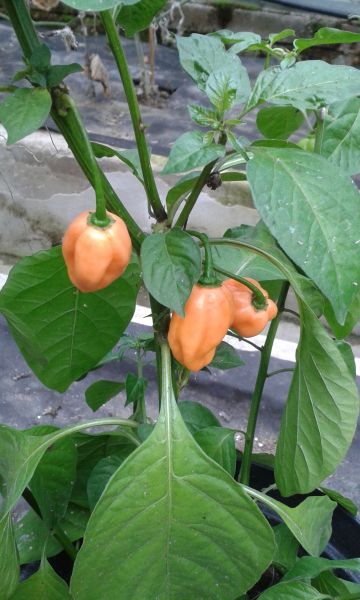 Habanero Pink