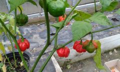 Trinidad Scorpion Butch Taylor