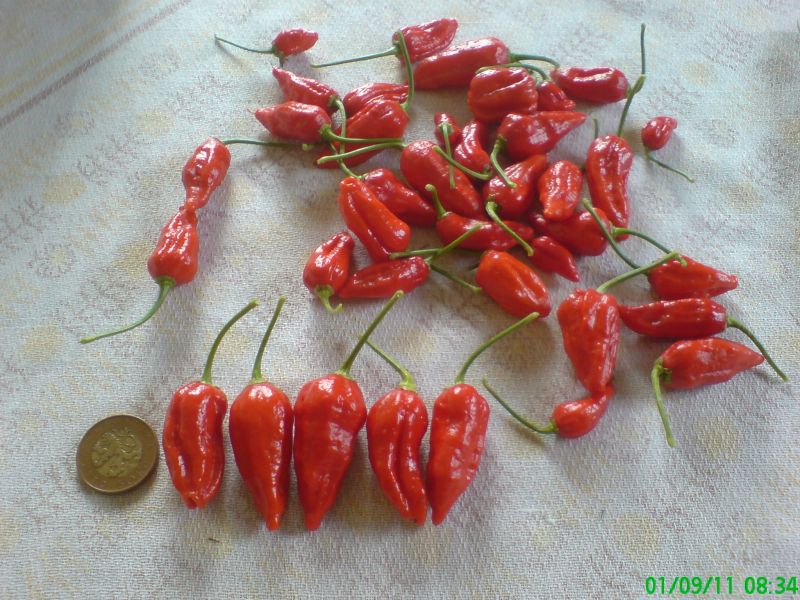 Naga Jolokia