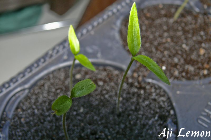 Aji Lemon