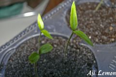 Aji Lemon