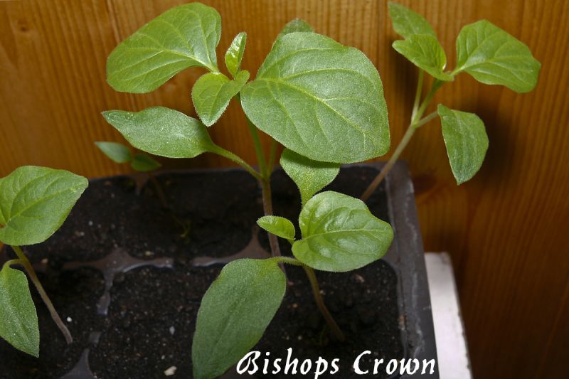 Bishop´s Crown