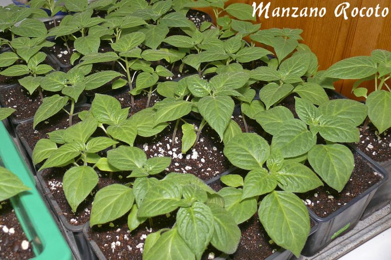 Rocoto 2