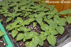 Rocoto 2