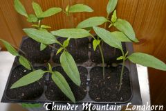 Thunder Mountain Longhorn Chilli