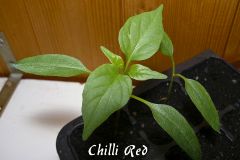 Chilli Red