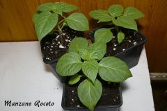 Rocoto 1