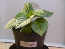 7pot