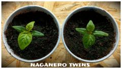Naganero twins 10.2.2017