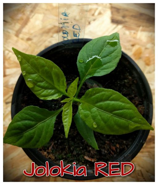 Jolokia RED 10.2.2017