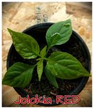 Jolokia RED 10.2.2017