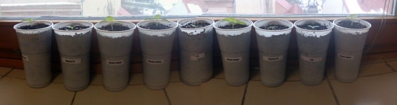 2017_02_10 (1) (800x212)