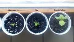 2017_02_10 (3) (800x453)